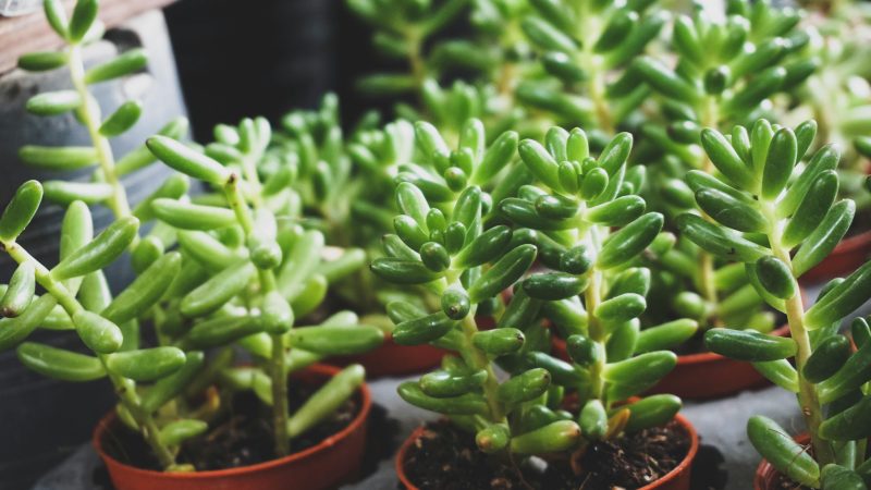 A-Z Step Guide in Living Soil Pots and Beds