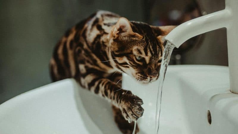 Why Is My Water Pressure Low? A Detailed Guide