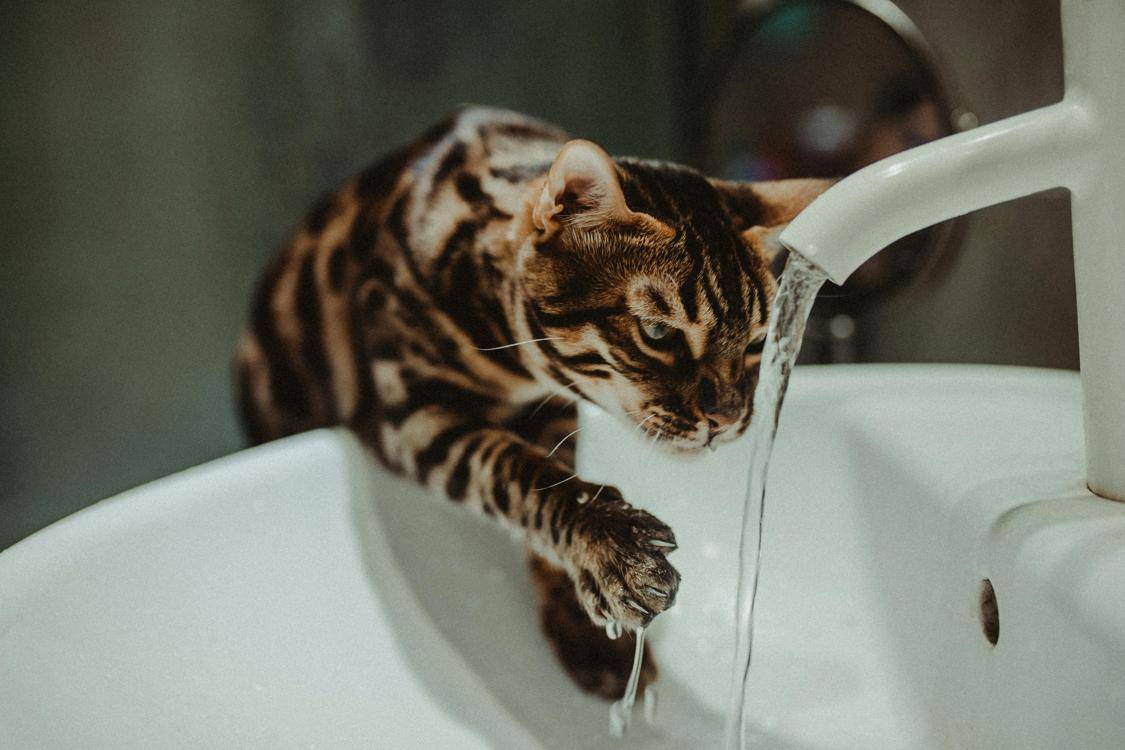 Why Is My Water Pressure Low? A Detailed Guide