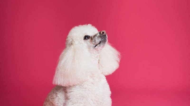 Does Dog Grooming Help with Allergies? What Expert Says